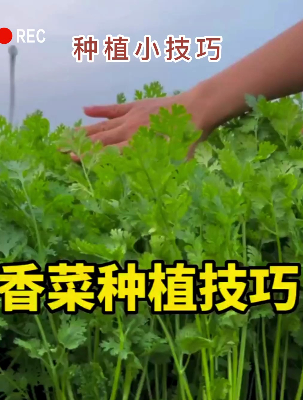 农户种香菜用这个方法,20天就能采收,3万亩存活率高达90%!