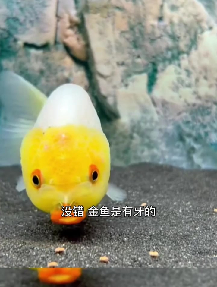 冷知识:鱼也是要换牙的 你们见过金鱼的牙吗