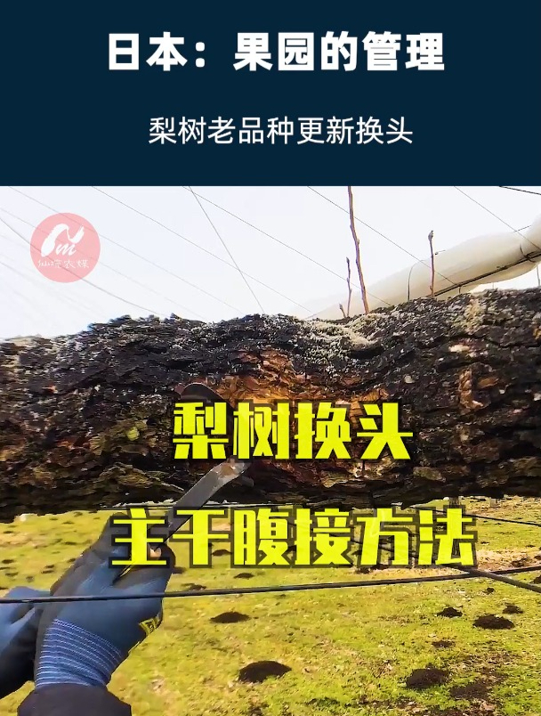 日本:2021果园管理189-日本梨树管理 梨树春季主干腹接嫁接