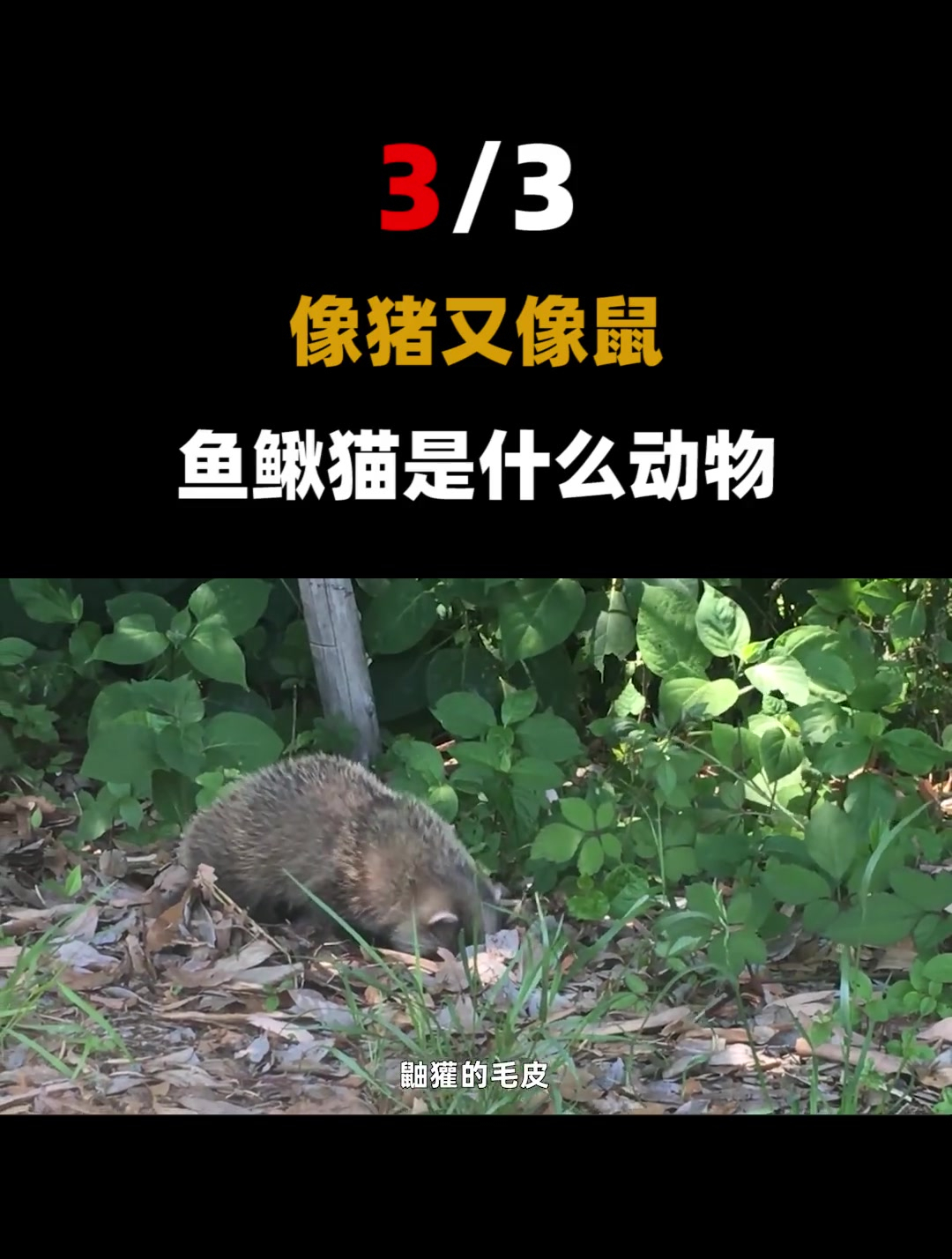 靠脸吃饭的萌物,自己抓不到食物(3)