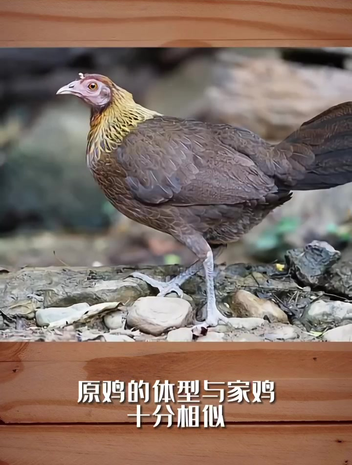 一只够野的鸡问:关于鸡的祖先,你知道多少?