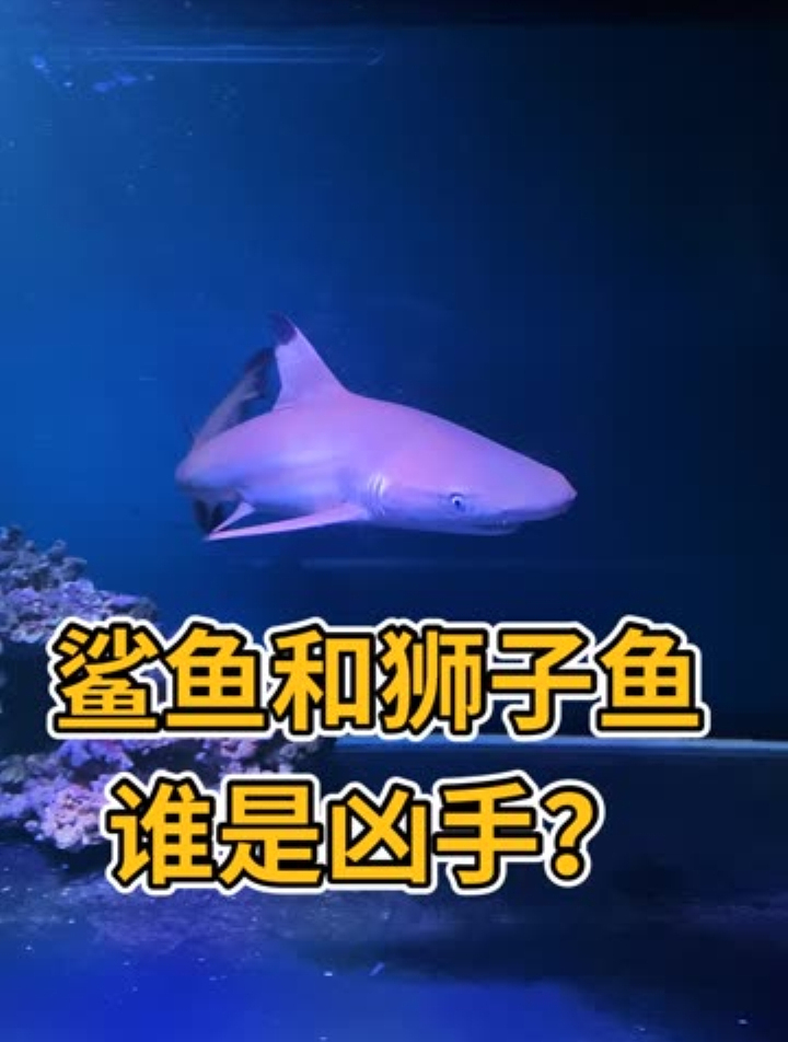 小丑鱼和螳螂虾被吃,鲨鱼和狮子鱼谁是真凶?