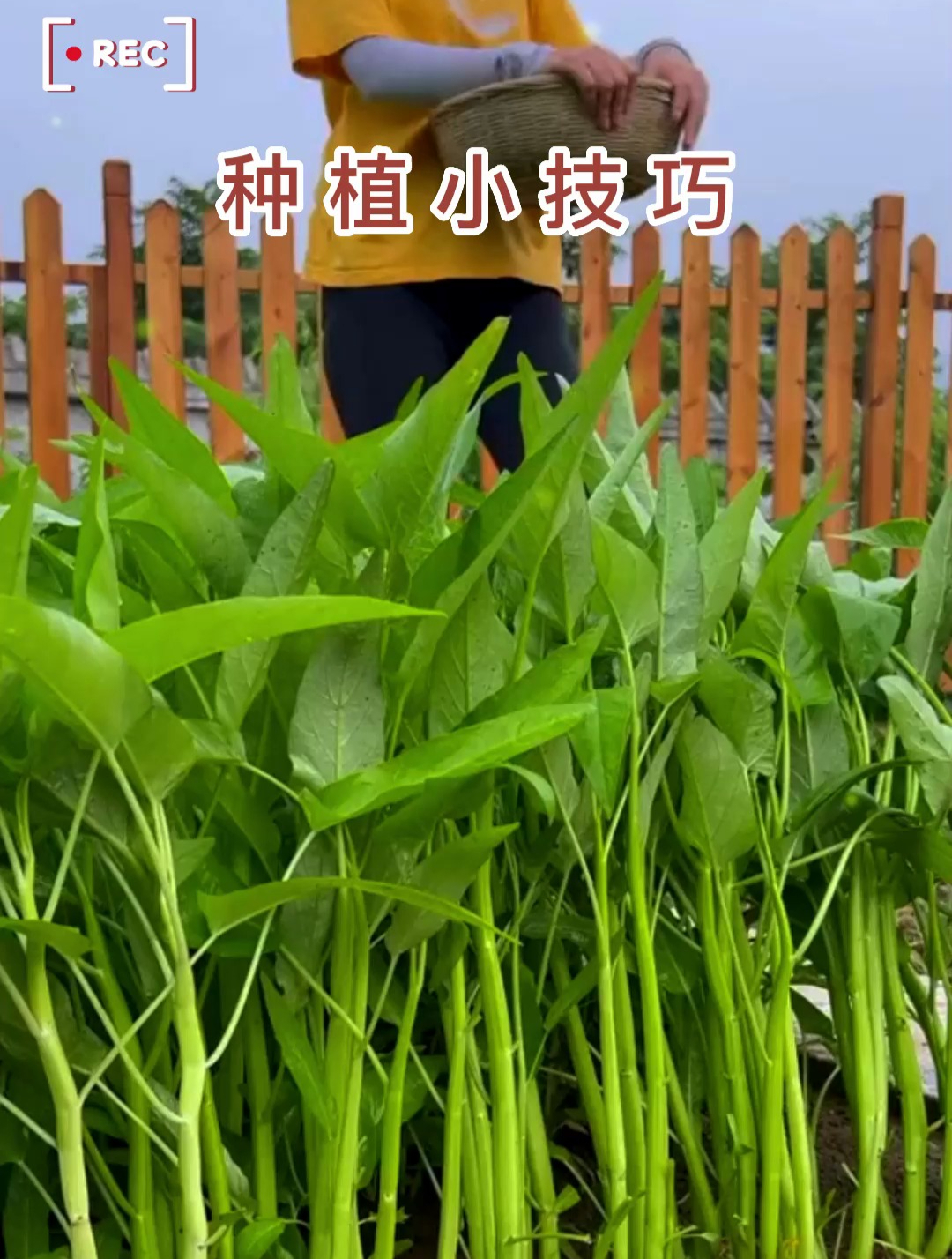 空心菜好吃不会种?选对品种是关键!一根分出三个叉,全家吃不完