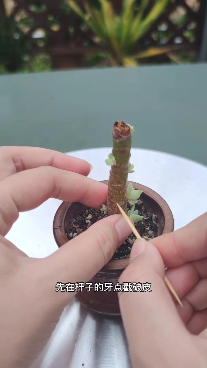 老桩多肉这样做,爆“超多”小侧芽