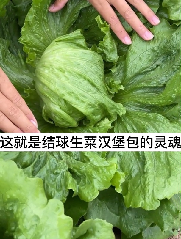 结球生菜到底是生吃还是炒着吃?学会一招,怎么吃都爽口
