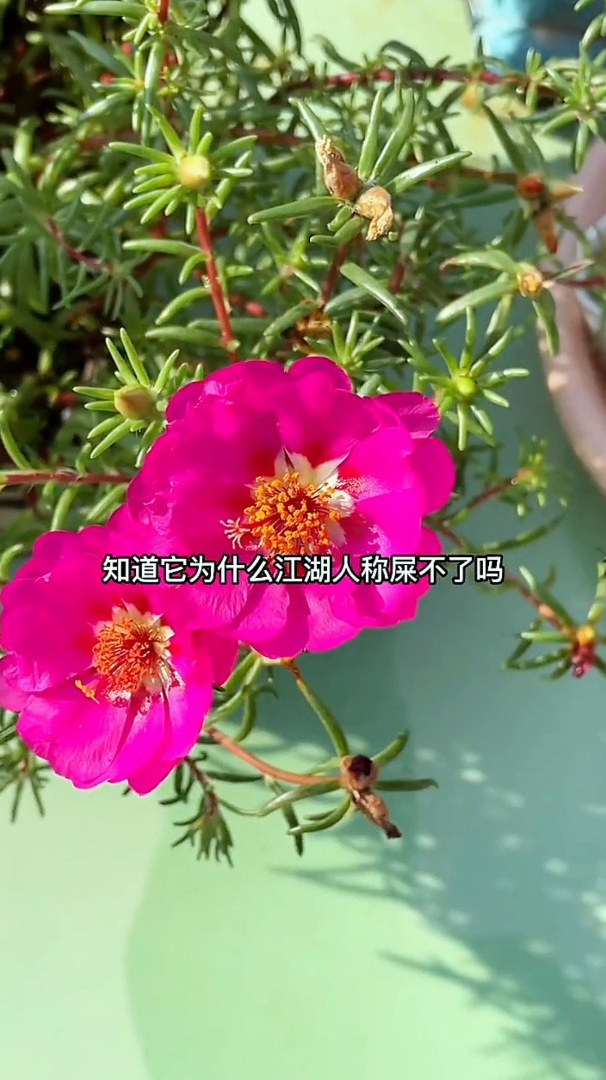 朋友家养的太阳花总是不开,只要注意这个细节,一年四季都能开花