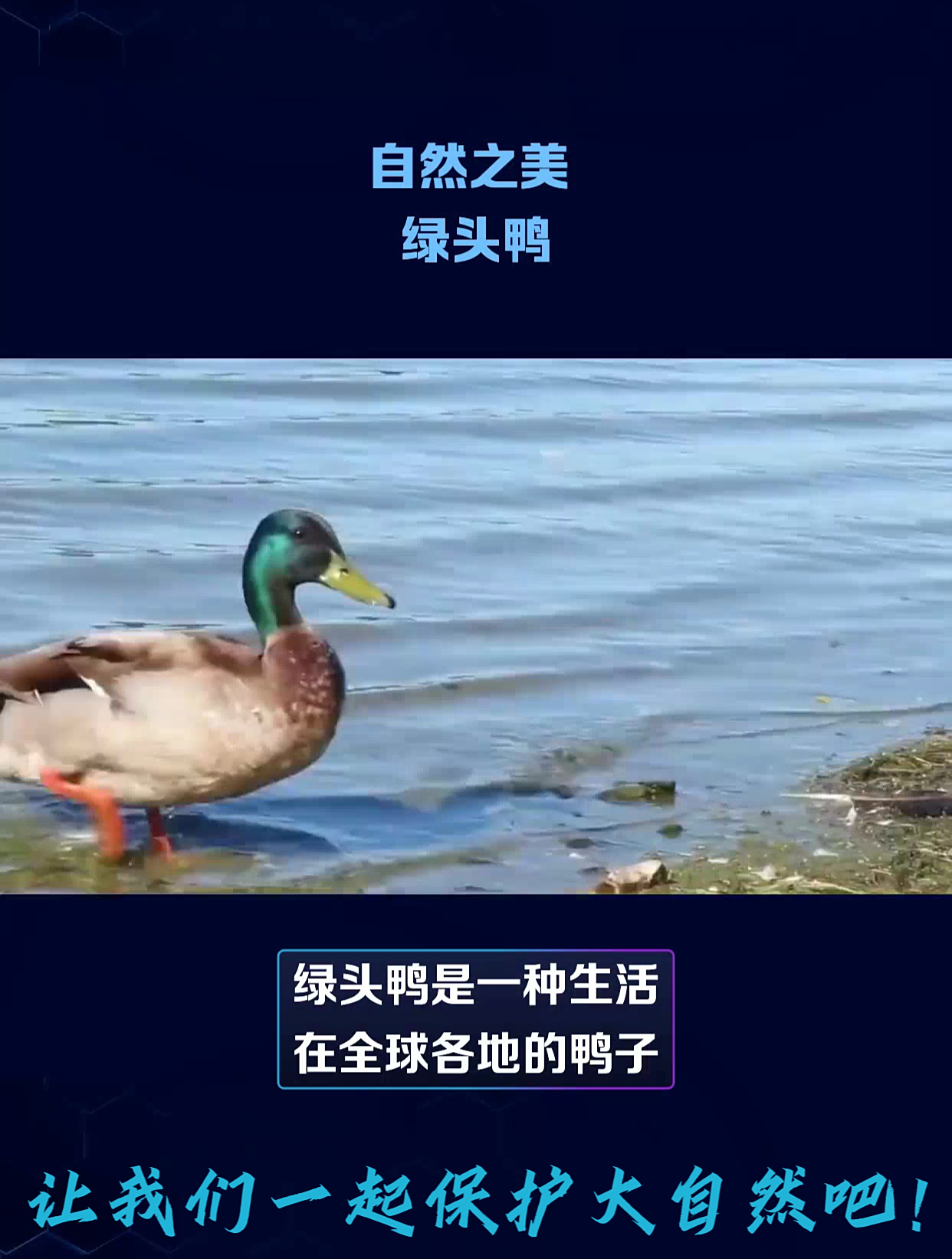 自然之美-绿头鸭;让我们一起热爱大自然吧!