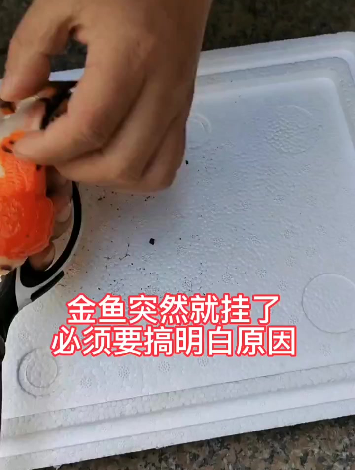 金鱼突然死亡,到底什么原因?