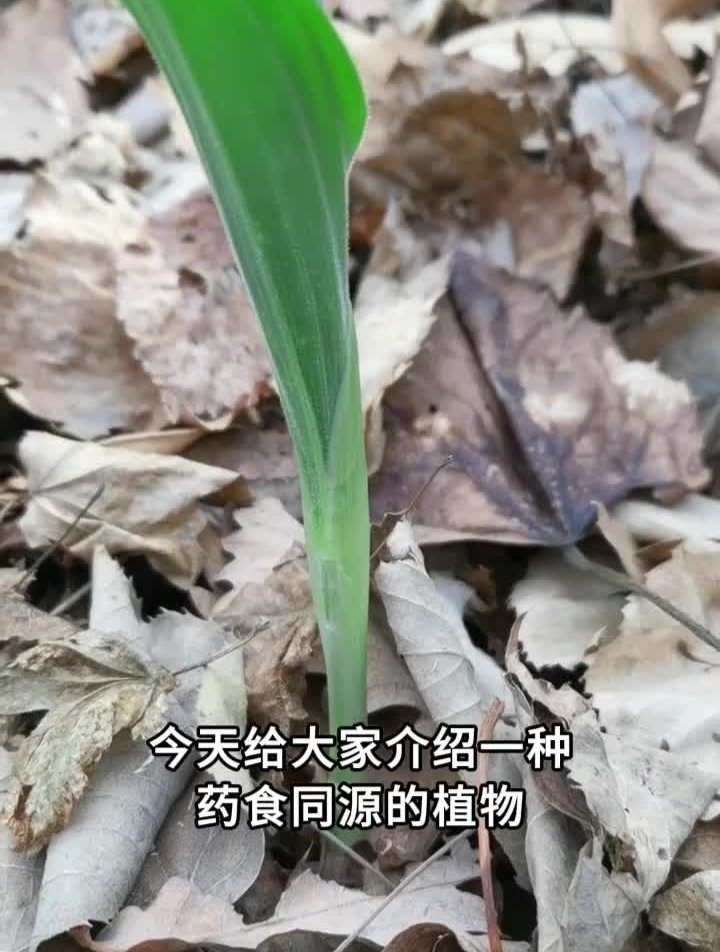鹿药，即是山野菜，也是中草药，吃过的说说是什么味道科普知识
