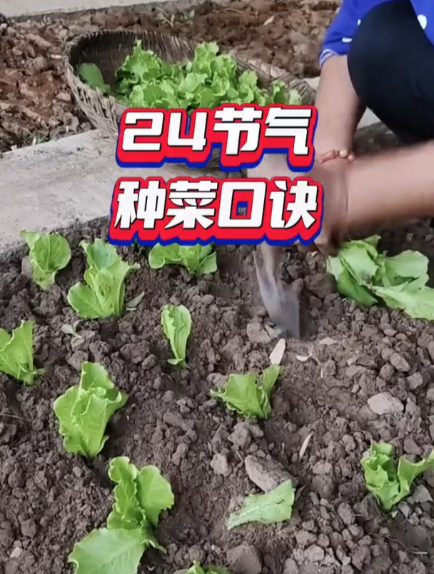 二十四节气种菜口诀,句句都是老祖宗的智慧!