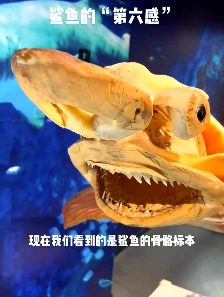 4海洋生物鲨鱼的“第六感”——劳(罗)伦氏壶腹