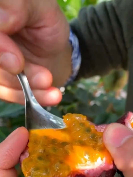 百香果属于“爬藤植物”,且生长速度快,酸酸甜甜清新爽口!