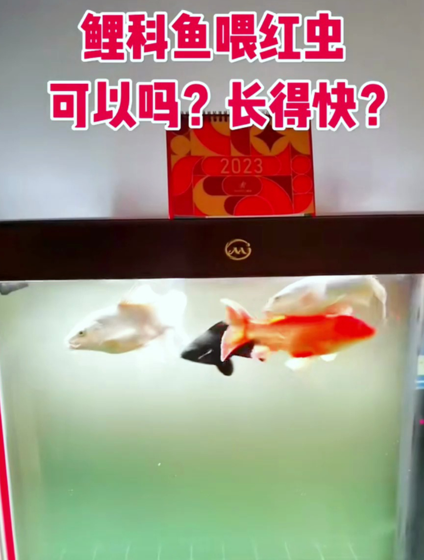 鲤科鱼喂红虫可以吗?听老人说喂红虫长得快?但是这几点要注意!