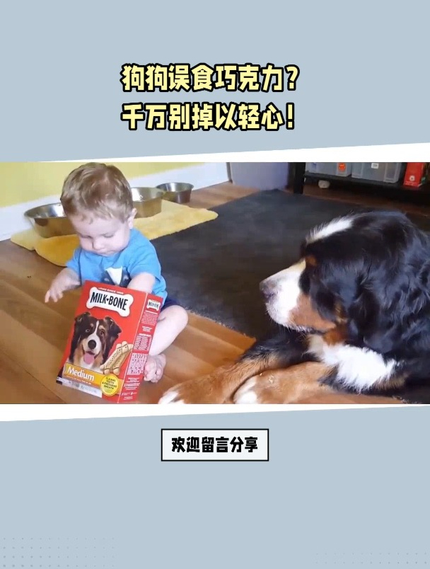 狗吃了巧克力怎么办