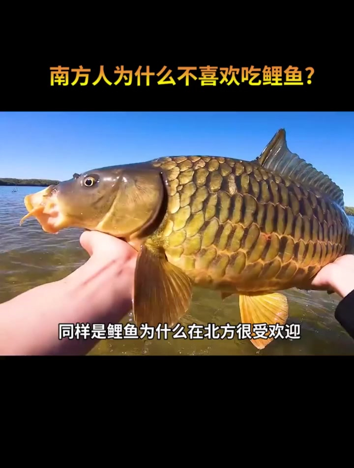 同样是鲤鱼为什么在北方很受欢迎,而到了南方却白给都没人要呢