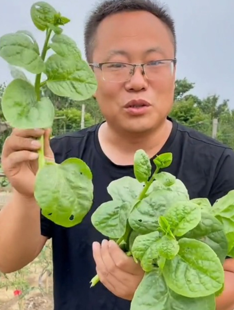 一种新型蔬菜“木耳菜”,补充多种维生素,既可观赏也可入药!