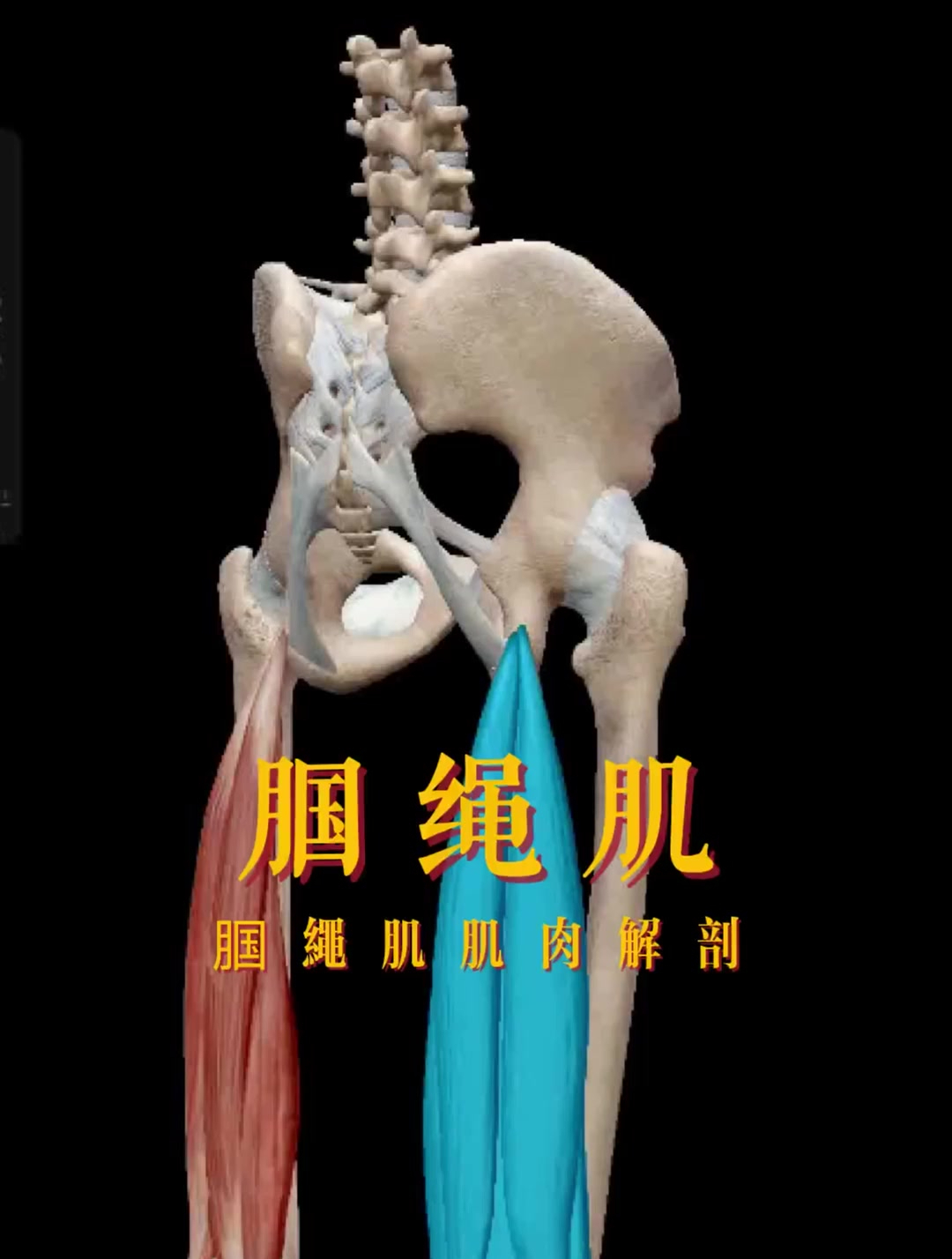 腘绳肌肌肉解剖人体结构