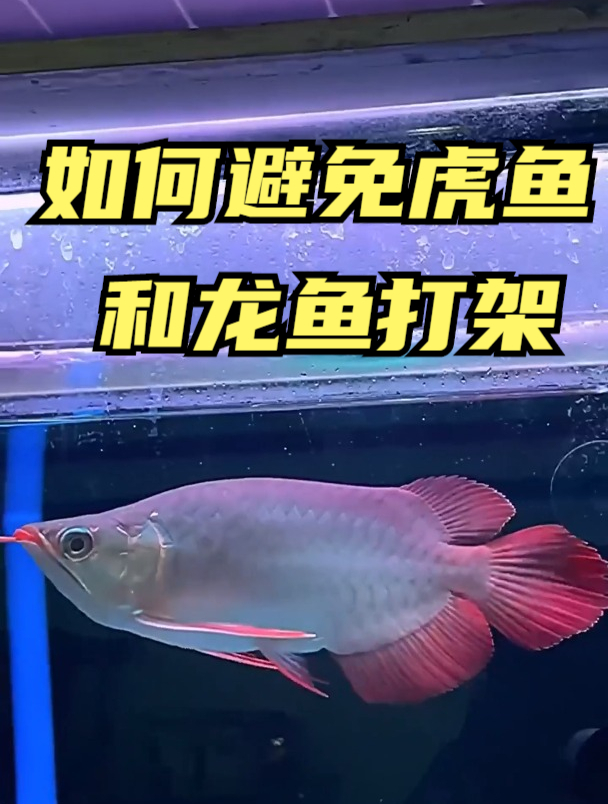 如何避免虎鱼和龙鱼打架,混养的注意了