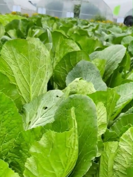 鲜香脆甜的青梗小白菜,一个月能种两次,不用打药不生虫!