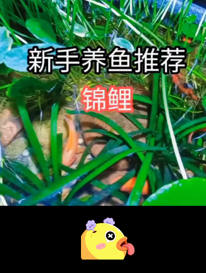古法鱼缸适合新手养的鱼?最适合新手养的鱼锦鲤,加上水菖蒲不错