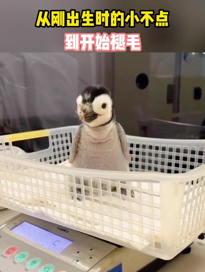 从刚出生时的小不点,到开始褪毛,都是帝企鹅幼崽的经历