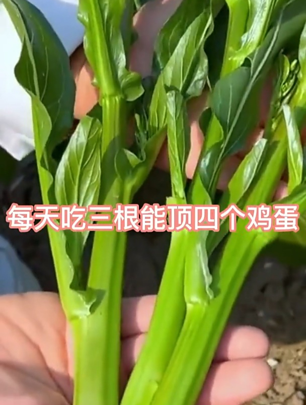 这种“甜菜心”,营养堪比鸡蛋,口感清脆,适宜秋冬季种植!