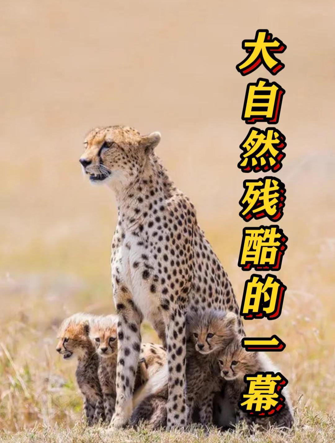 飞鱼和笛鲷鱼特有的繁殖方法,居然是“群体繁殖”?大开眼界了2