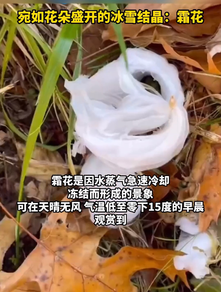 宛如花朵盛开的冰雪结晶:霜花!
