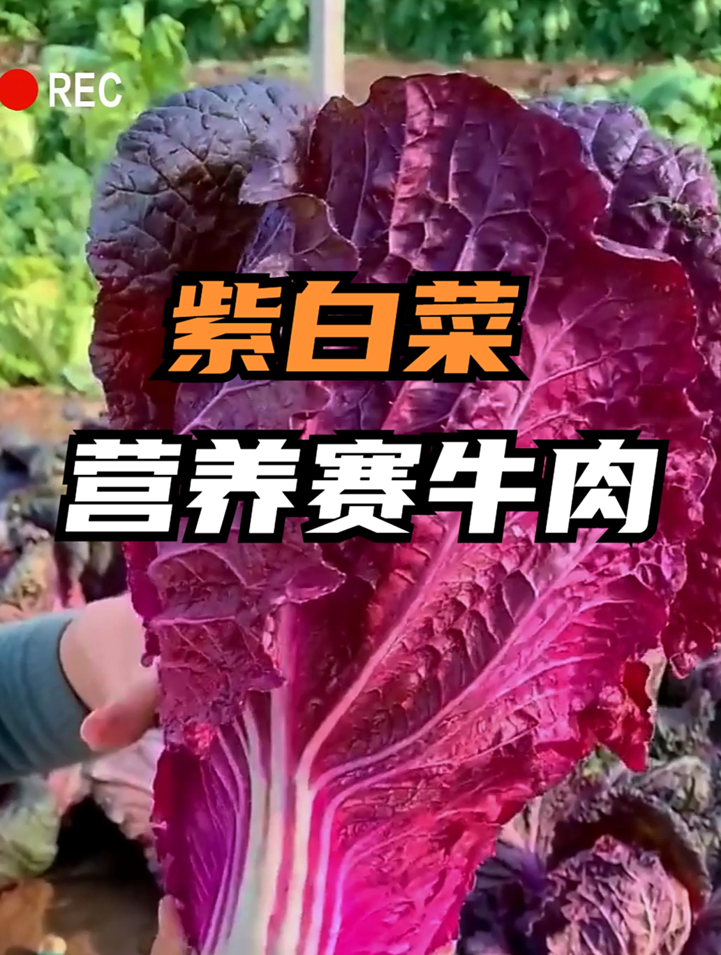 养花不如种菜,早春阳台种上“紫白菜”,花青素满满,营养丰富!