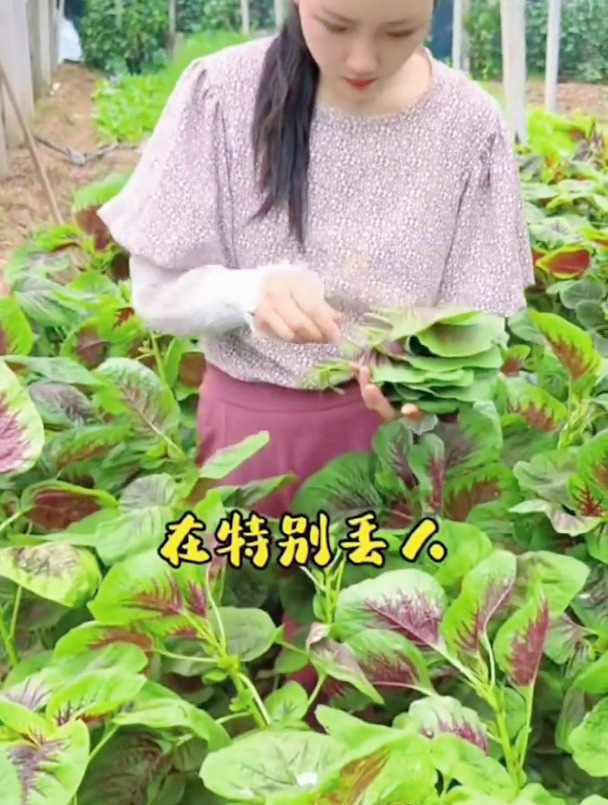 种植红苋菜,幼苗期要做好这三点,是高产的关键所在!