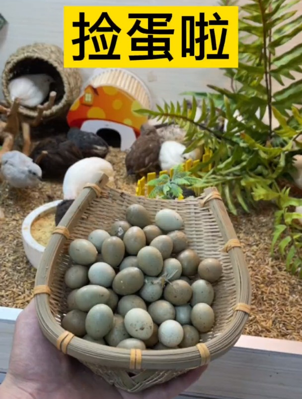 这小鸡产蛋量着实有些高……