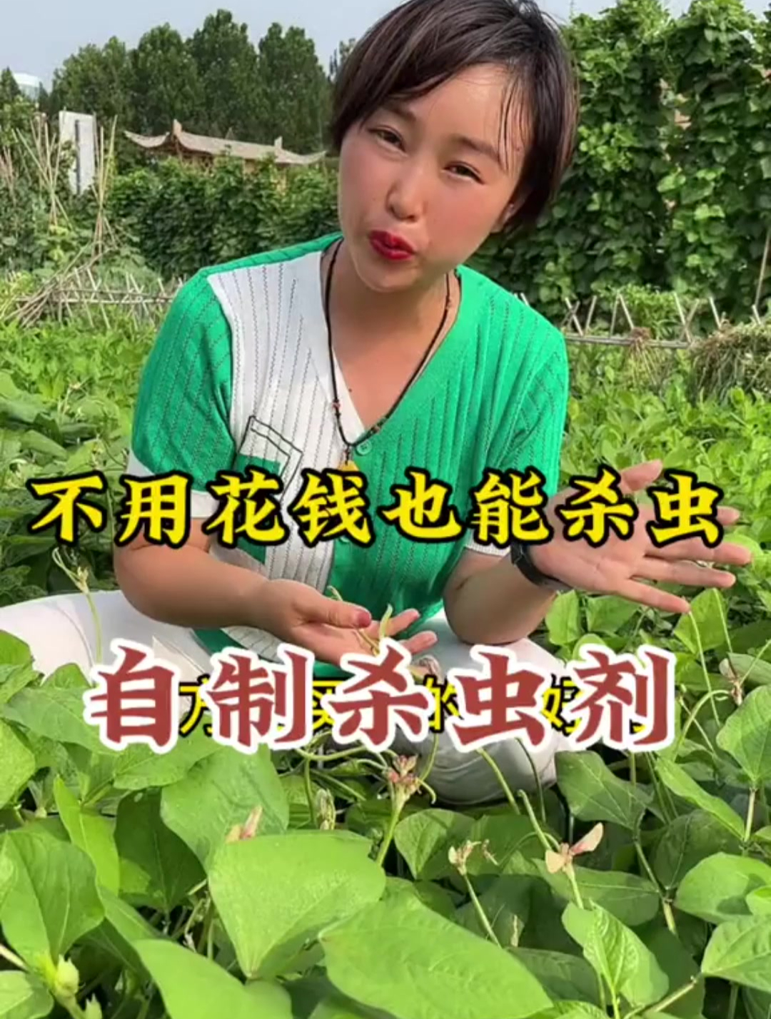 自制杀虫剂,不用花钱也能杀虫