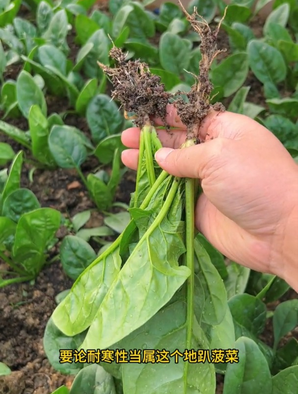 种越冬蔬菜,怎么能少得了菠菜呢?