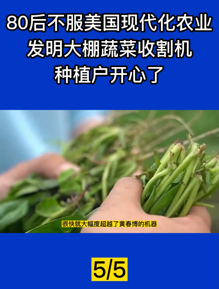 80后不服美国现代化农业,发明大棚蔬菜收割机,种植户开心了!5