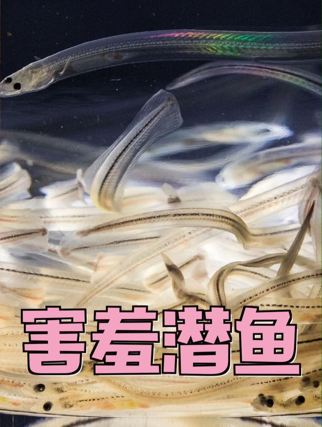 胆小害羞潜鱼 为什么喜欢往海参后面钻?解读潜鱼和海参奇特关系