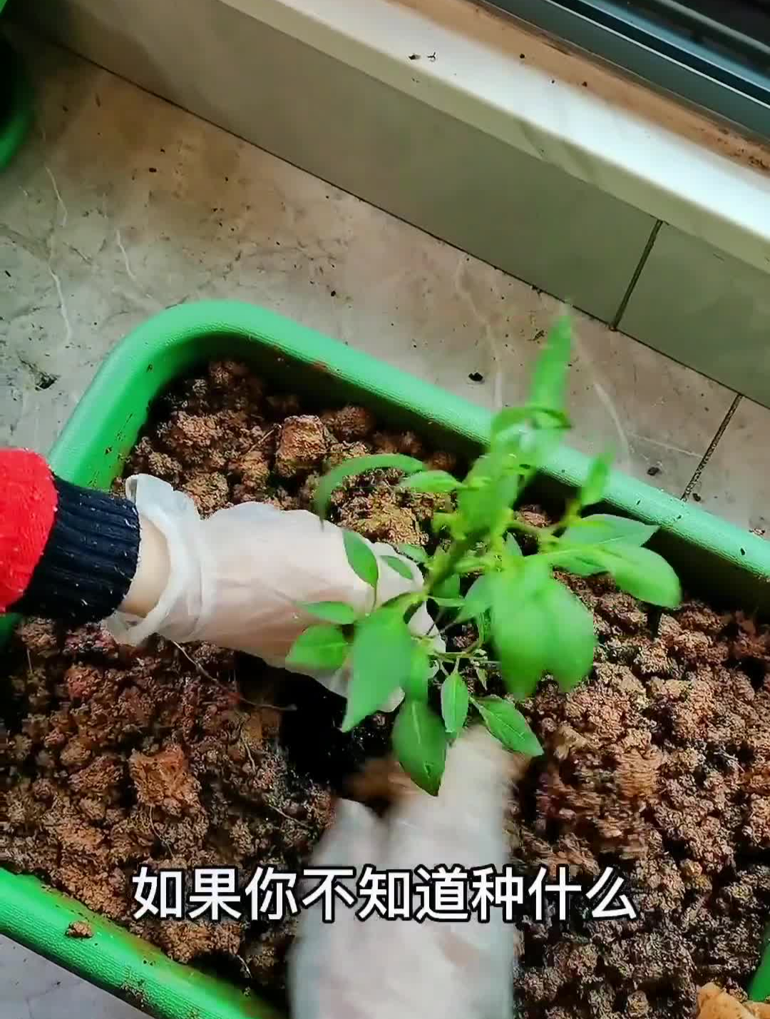 春天在阳台花盆种上几颗樟树港辣椒,一年的辣椒吃不完