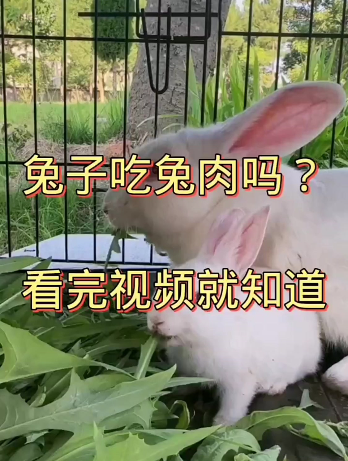 兔子能吃兔肉吗?
