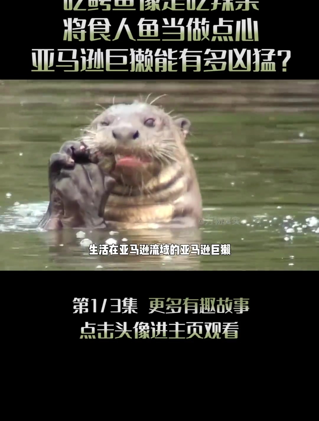 一口一条食人鱼,吃鳄鱼像是吃辣条(1)