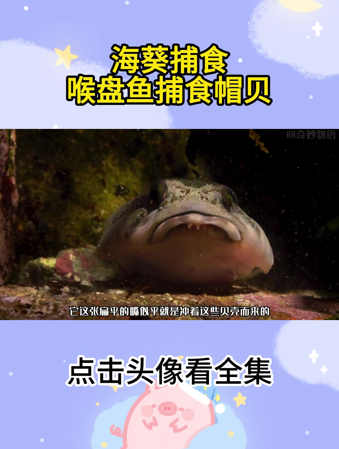 海葵捕食 喉盘鱼捕食帽贝