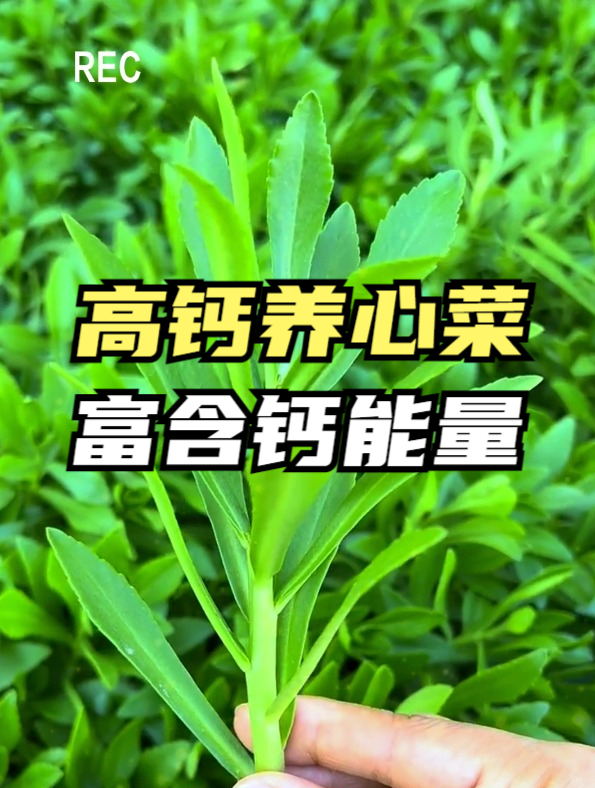 比大骨还贵,补钙比骨头汤还强一倍的养心菜,营养丰富,全家爱吃