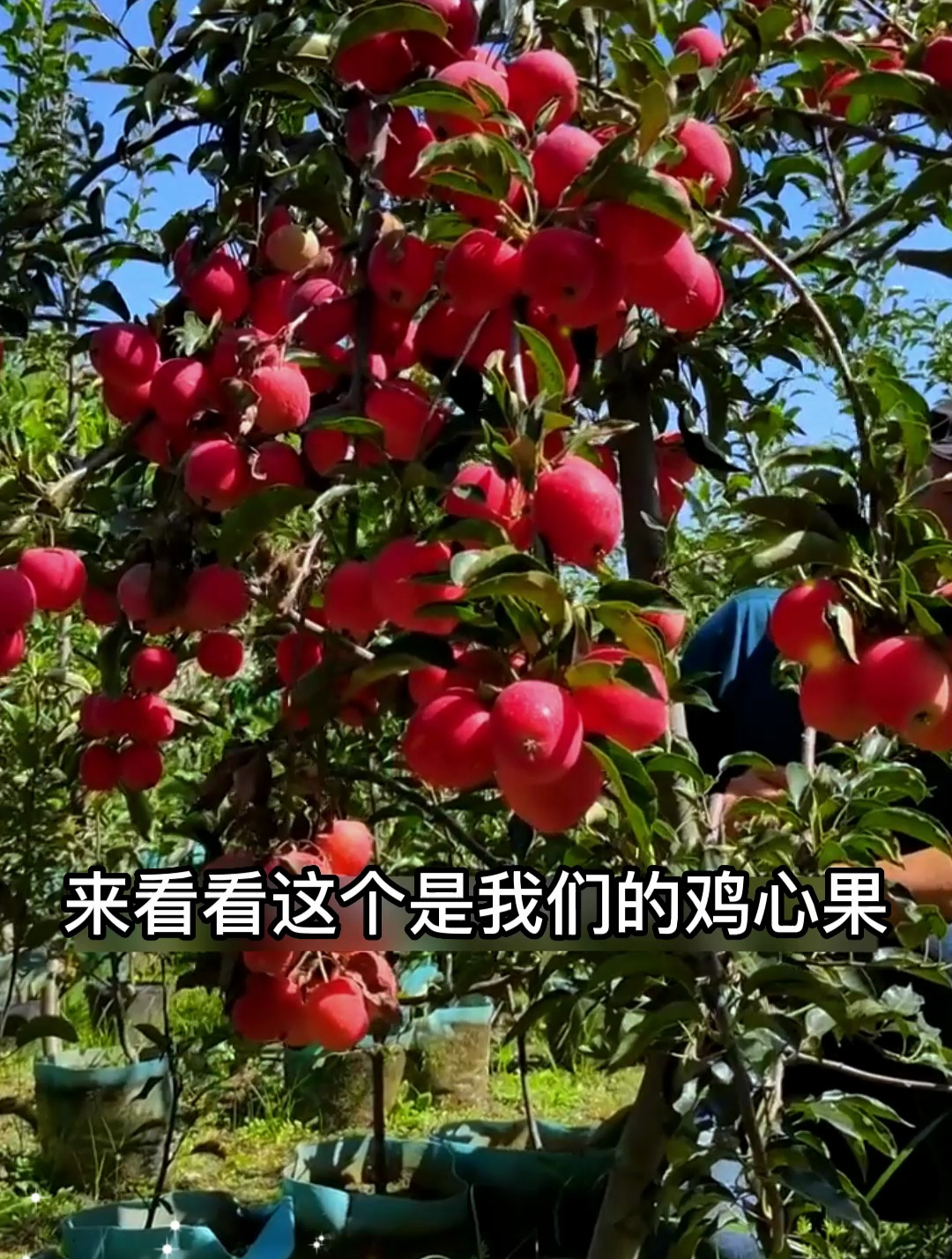 人气爆棚的“鸡心果”,种植还不挑环境,个头小营养价值高!