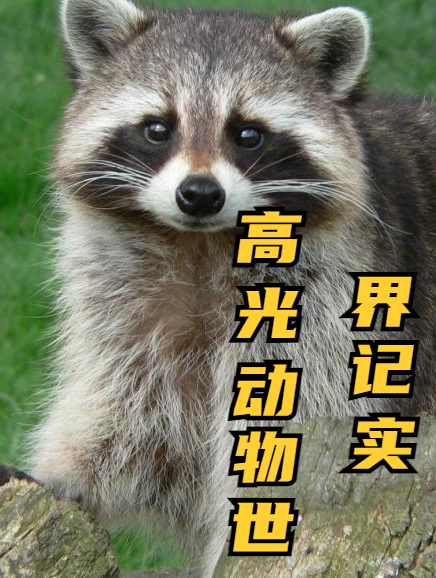 草原松鸡跳起魔性烫脚踢踏舞,为了获配偶,又展开一番激烈决斗2