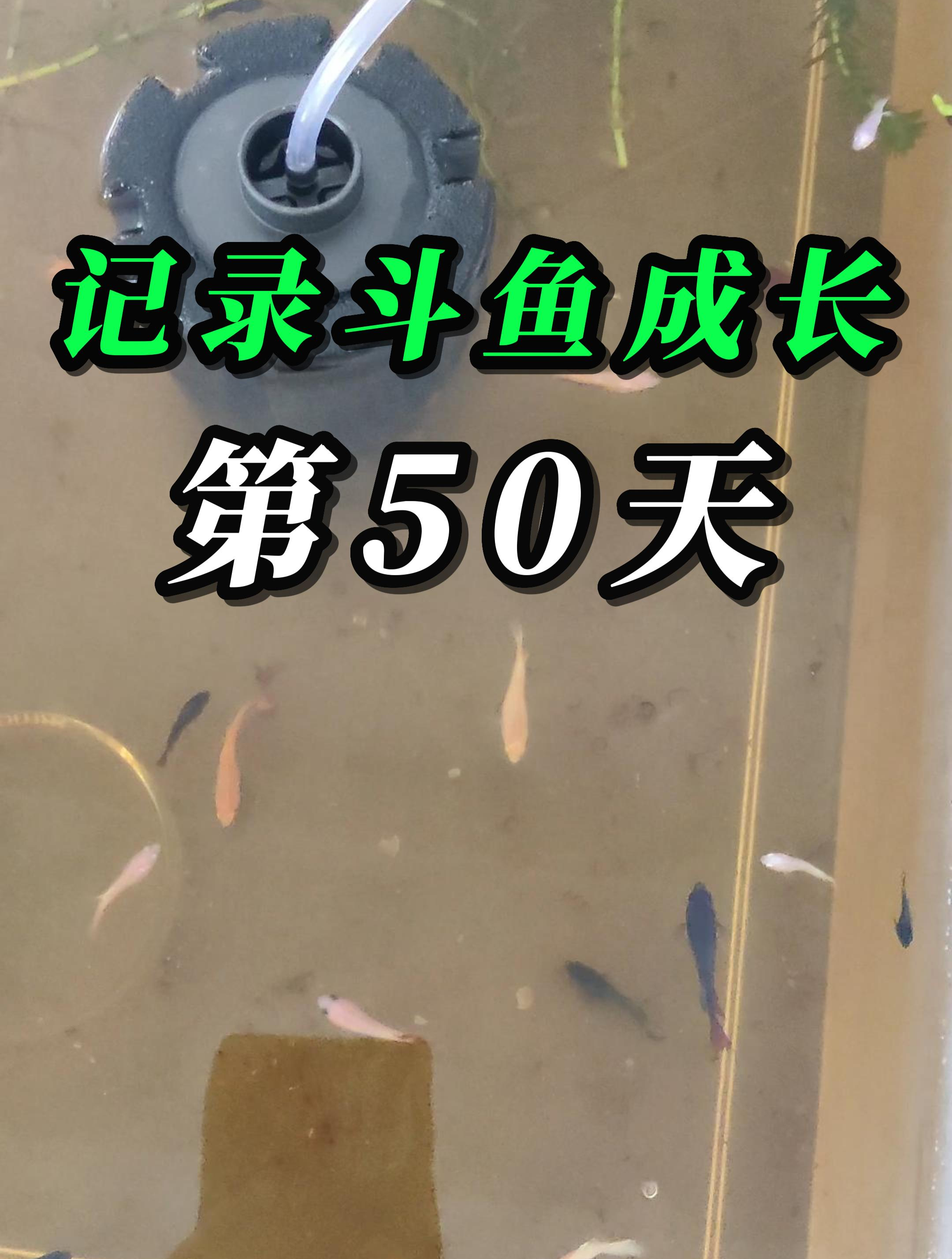 记录斗鱼成长的第50天,怕大鱼吃小鱼所以要分缸!