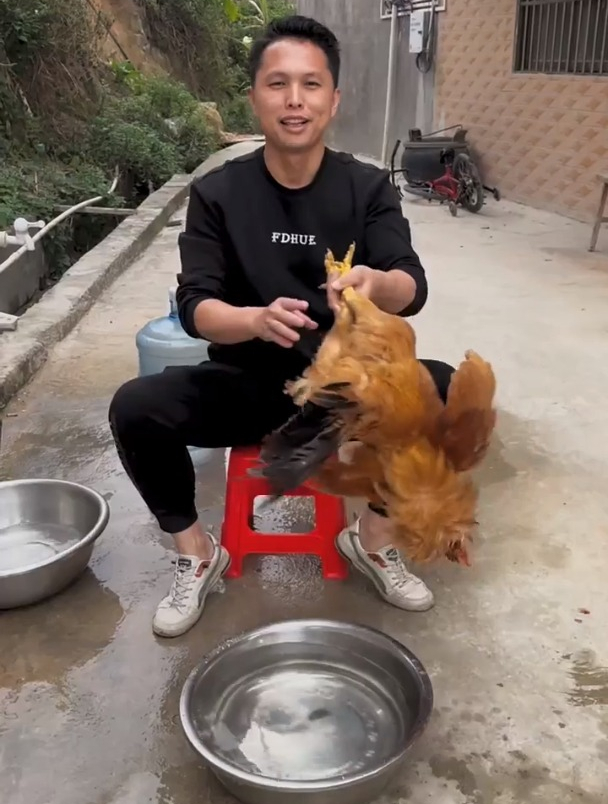 教你一招两分钟拔一只鸡毛!拔鸡毛 小妙招