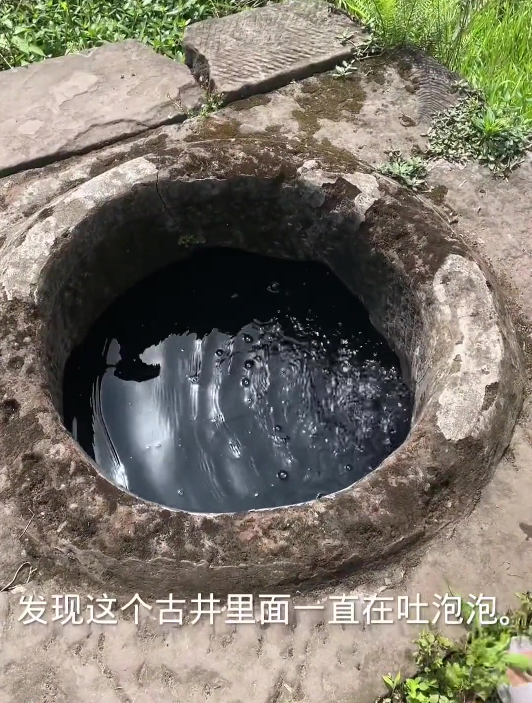抽干古井抓大鲢鱼 抓鱼
