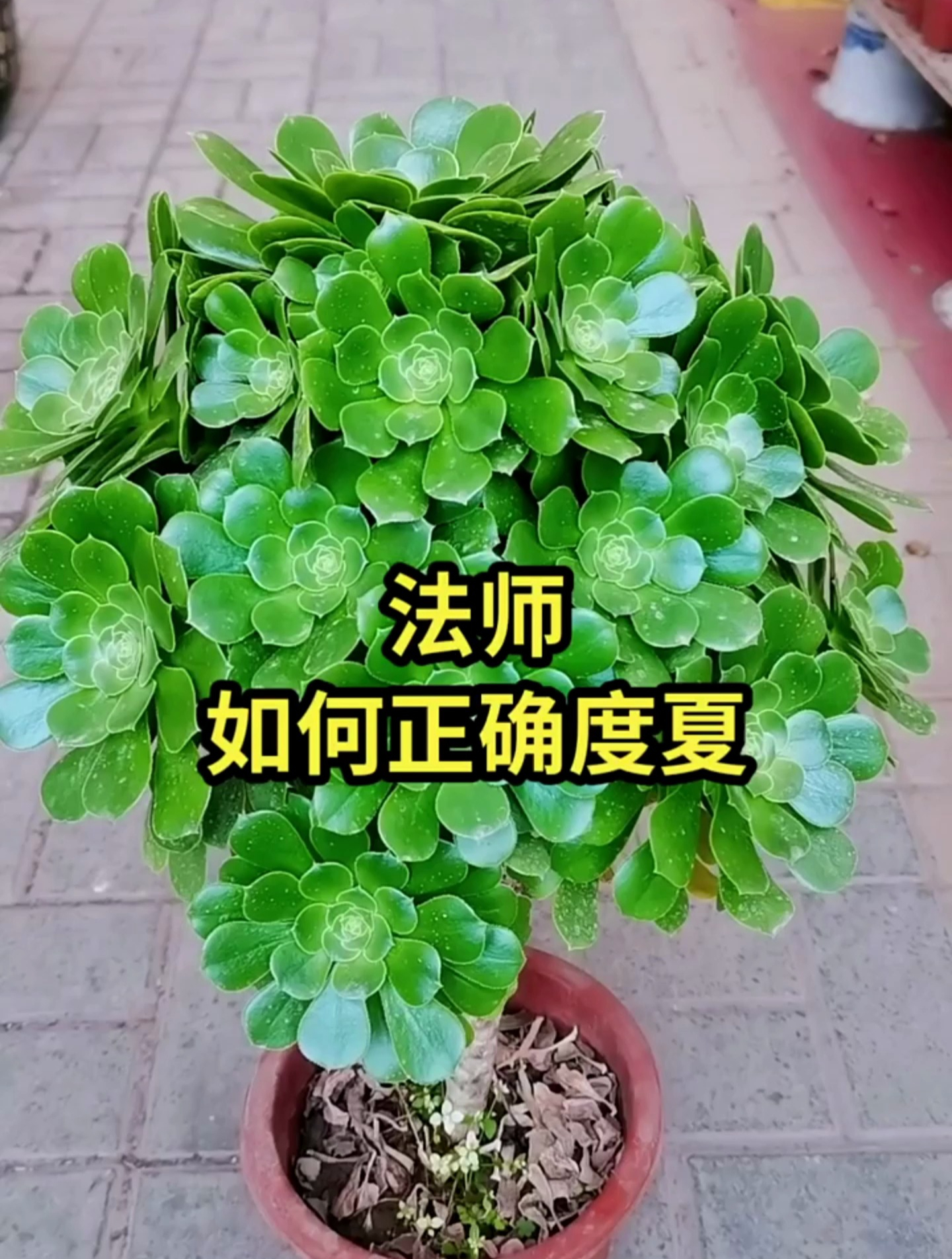 法师该如何度过夏天,注意三点,视频的告诉你!