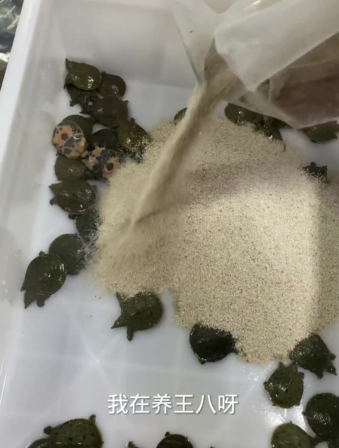 小甲鱼 也叫小王八 很可爱