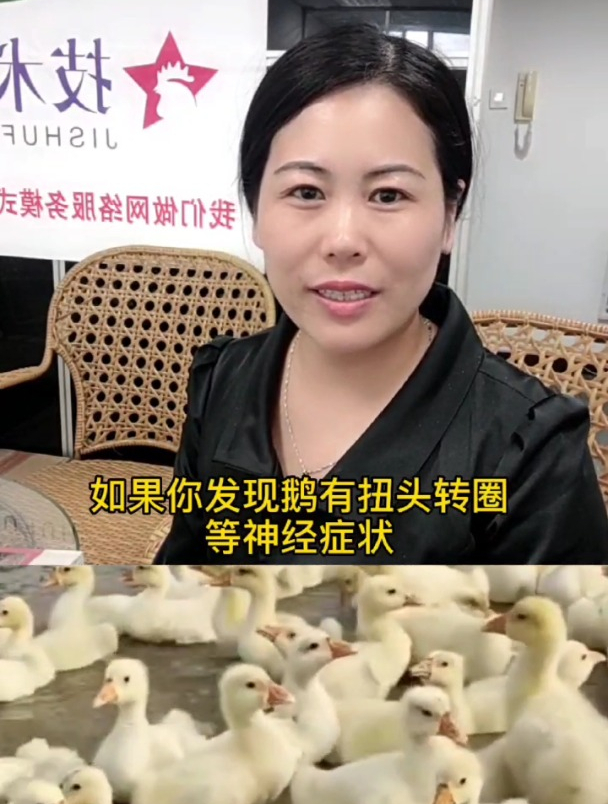 鹅副粘病毒的症状