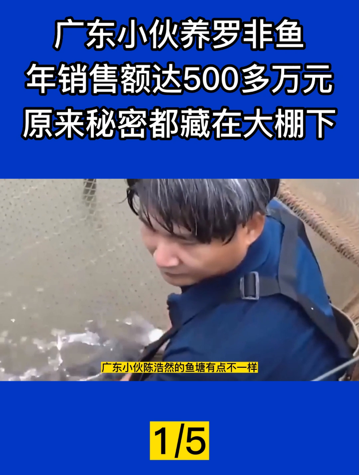 广东小伙养罗非鱼,年销售额达500多万,原来秘密都藏在大棚下!1