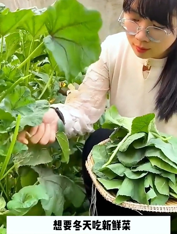 它曾是古人园中葵,泸州人称为“冬寒菜”,冬种春天正好吃!